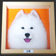 Samoyed半立体 正面